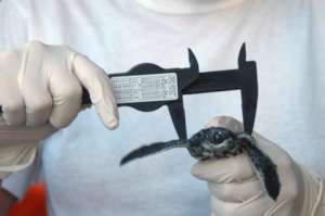 measuring the babies