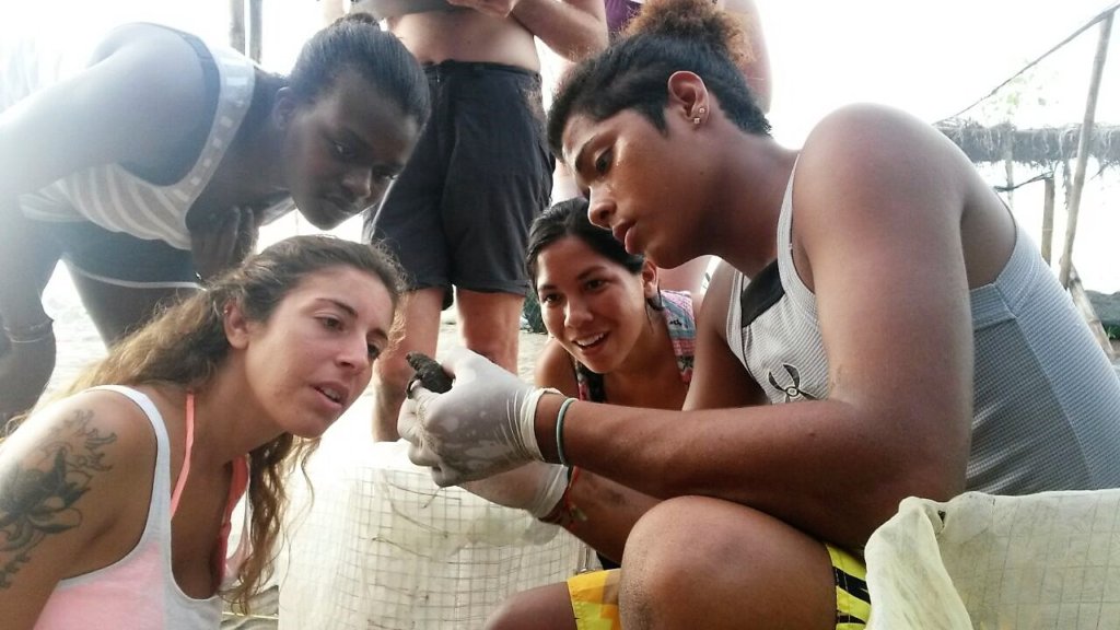 Protect endangered sea turtles in Costa Rica