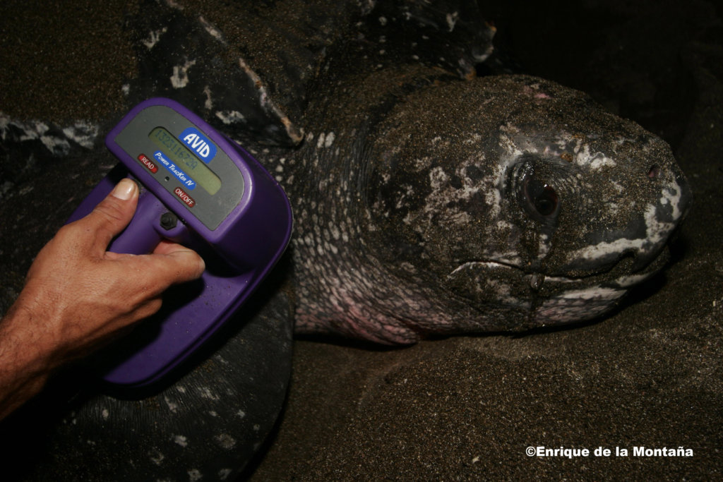 Protect endangered sea turtles in Costa Rica