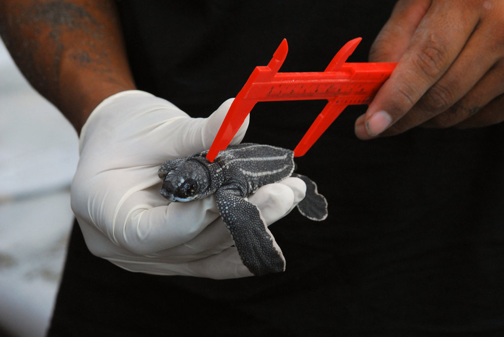 Protect endangered sea turtles in Costa Rica