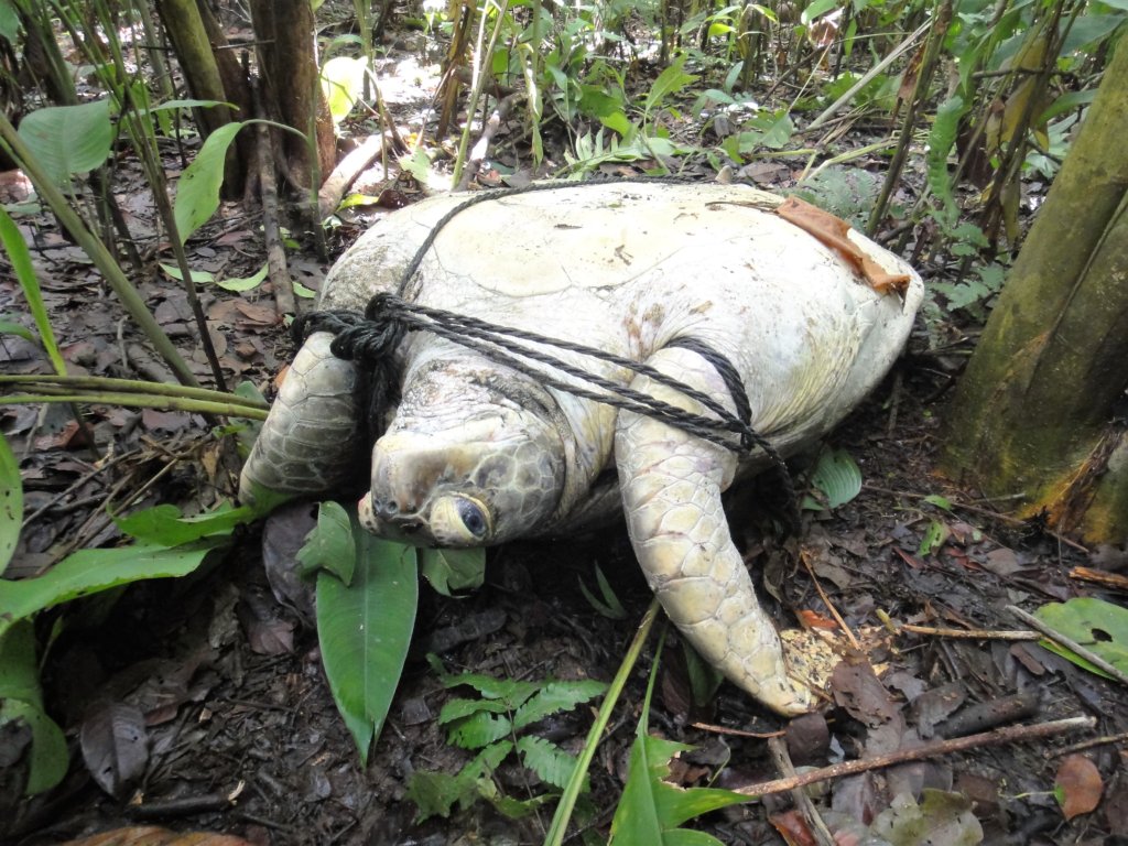 Protect endangered sea turtles in Costa Rica