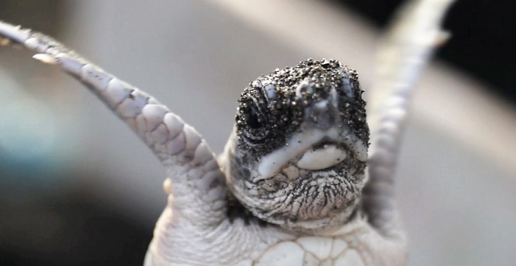 Protect endangered sea turtles in Costa Rica