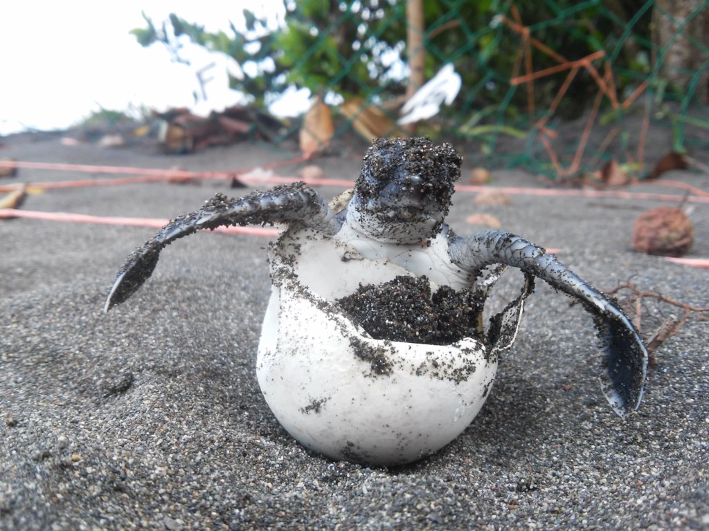 Protect endangered sea turtles in Costa Rica