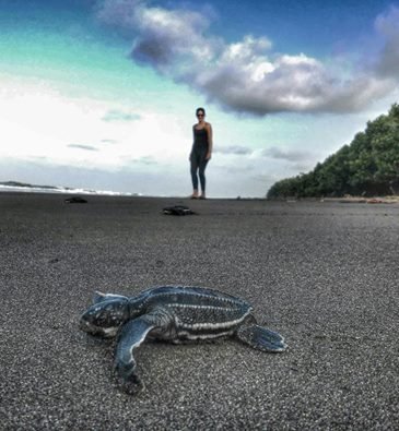 Protect endangered sea turtles in Costa Rica