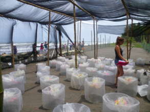 Prepared egg incubation hatchey for turtle nests