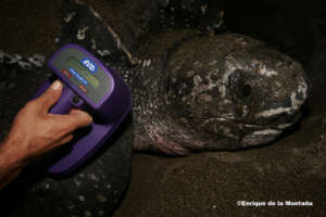 A nesting leatherback turtle