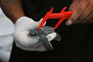 Taking biometrics of a hatchling