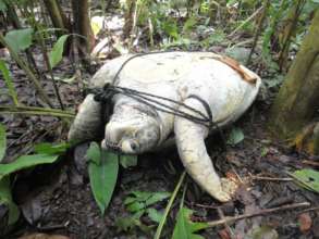 Green turtle taken by poachers