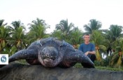 Protect endangered sea turtles in Costa Rica