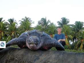 Protect endangered sea turtles in Costa Rica