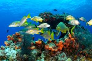 Cozumel reef - Credit G. Danemann