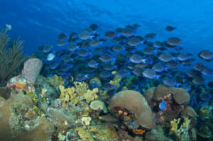 The Ocean Agency / Coral Reef Image Bank