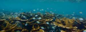 Veracruz Reef - photo credit Manuel Victoria