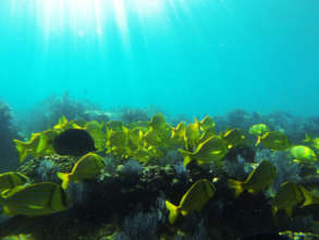 Cabo Pulmo. Credito: Alejandro Olivera