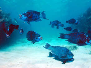 School of midnight blue parrotfish // Bill Goodwin