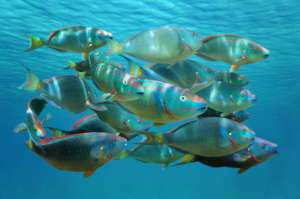Blue damselfish / by damedias, Caribbean sea