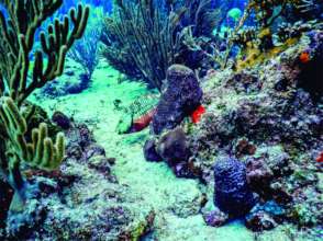 Stoplight parrotfish intermediate - Marisol Rueda