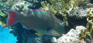 A colorful parrotfish. | By Adrian Maidment