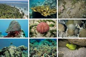 Creatures of the Veracruz Reef
