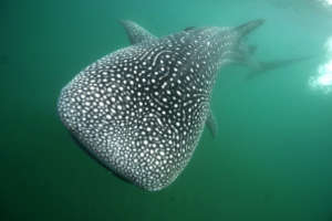 Whale Shark in the waters of Cabo Pulmo