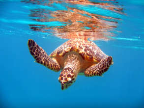 Migrating sea turtles seek shelter at Cabo Pulmo