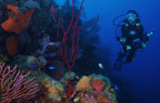 Save Mexico's Coral Reefs!