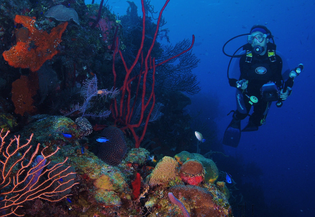 Save Mexico's Coral Reefs!