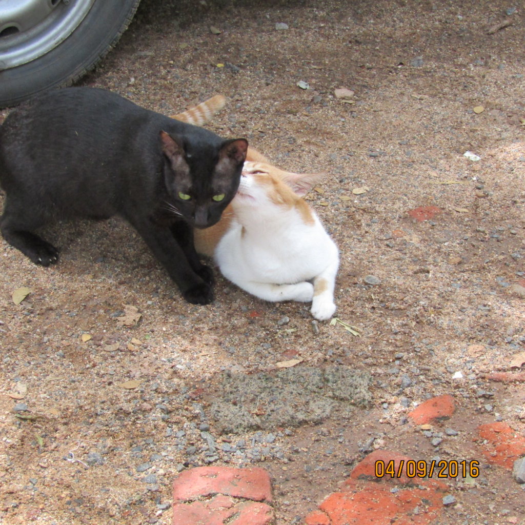 Help feed 200 abandoned cats in Chennai