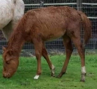 Sponsor Stevie Nicks!