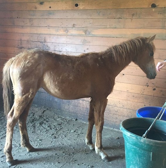 Sponsor Stevie Nicks!