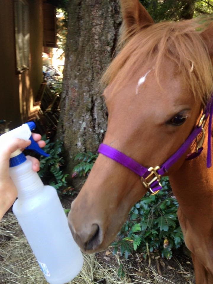 Sponsor Stevie Nicks!