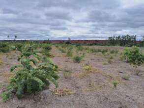 An area about six months after planting