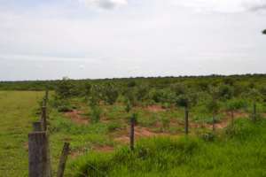 A restoration plot with young trees