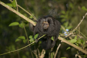 Black Lion Tamarin