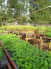 One of the community nurseries (Photo: IPE)