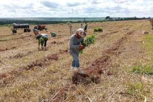 Planting at Estrela Farm.  IPE