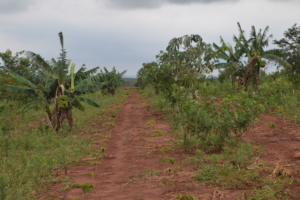 An agroforestry site that the researchers visited