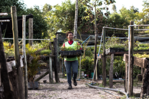 Community tree nursery with seedlings for planting