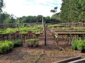 One of the community tree nurseries