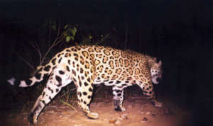 Jaguar caught on camera in the project area