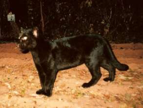 Black jaguar caught on camera in the project area