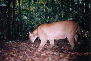 Puma caught on camera in the project area