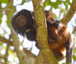 Tamarins