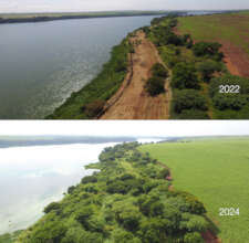 Riparian restoration site, 2022 and 2024.  CEIBA