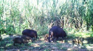 Capybaras.  AES Brasil