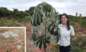 Cris Yuri with an Embauba tree