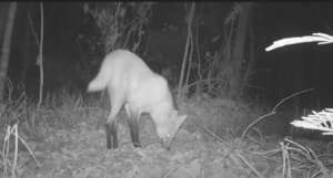 A maned wolf caught on camera