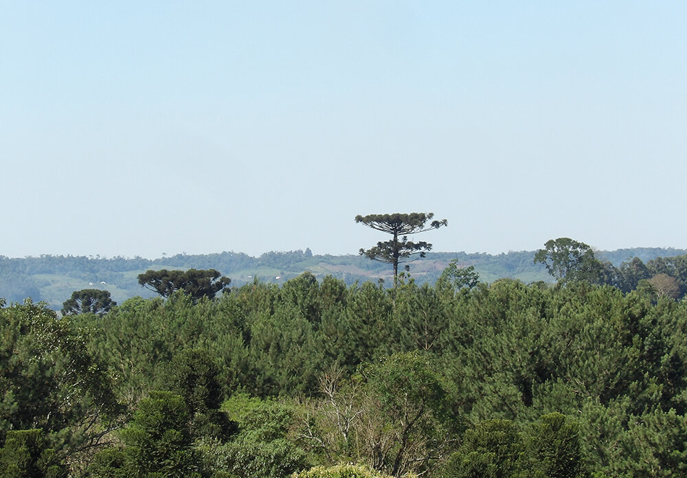 The Wildlife Corridors Program