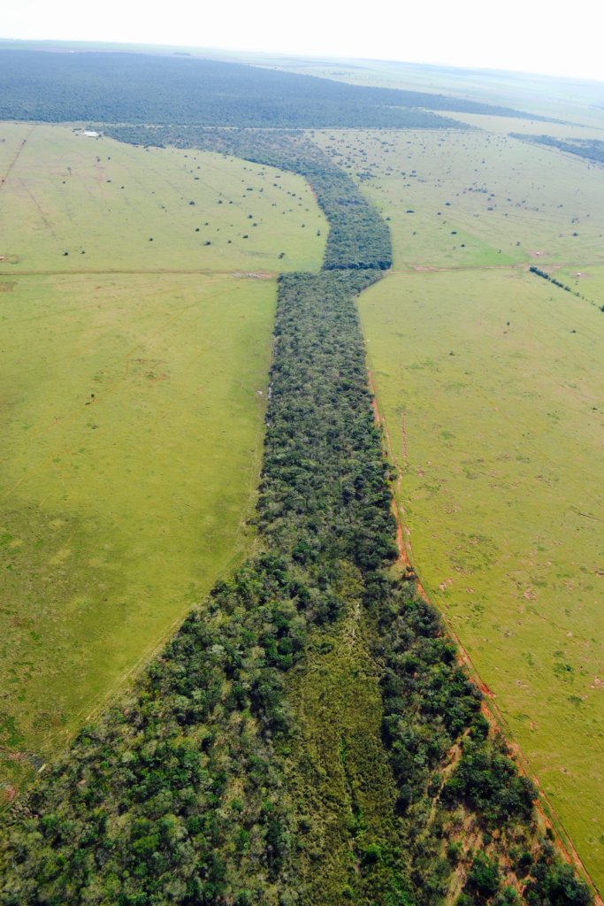 A connecting forest corridor