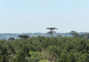 Misiones landscape